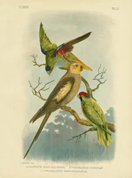 オウムインコまたはオカメインコ、1891年